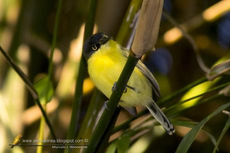 Mosqueta pico pala (Common tody-tyrant) Todirostrum cinereum