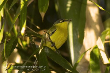 Mosqueta pico pala (Common tody-tyrant) Todirostrum cinereum