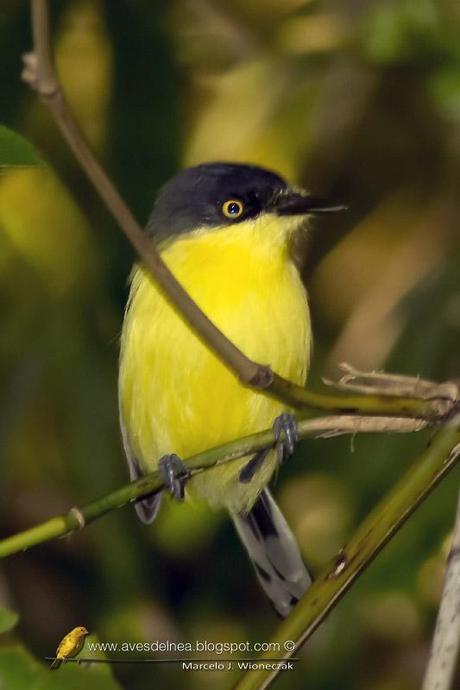Mosqueta pico pala (Common tody-tyrant) Todirostrum cinereum