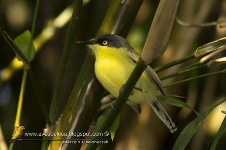 Mosqueta pico pala (Common tody-tyrant) Todirostrum cinereum