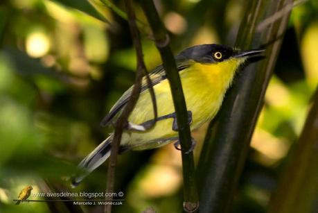 Mosqueta pico pala (Common tody-tyrant) Todirostrum cinereum
