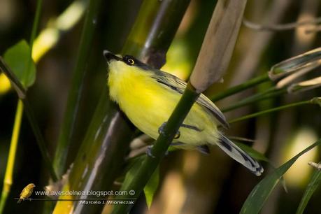 Mosqueta pico pala (Common tody-tyrant) Todirostrum cinereum