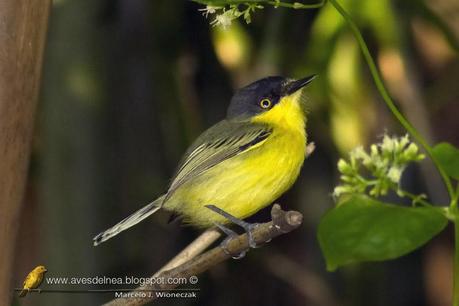 Mosqueta pico pala (Common tody-tyrant) Todirostrum cinereum