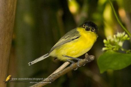 Mosqueta pico pala (Common tody-tyrant) Todirostrum cinereum