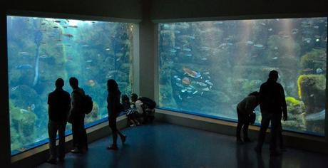 Sala Nautilus. Aquarium Finisterrae.