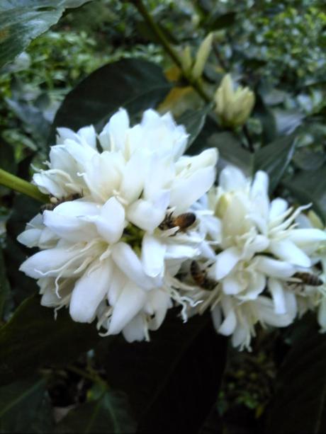 La fragancia de la flor del  café (Ana Veloso)