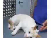 VIDEO: Cómo desactivar gato