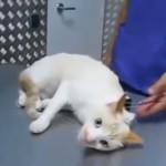 VIDEO: Cómo desactivar a un gato cómo desactivar a un gato
