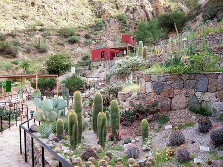 Chirau Mita es un jardín botánico, que reúne más de 1.200 especies de cactus de todo el mundo.