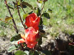 Leyendas Mitos patagónicos: 