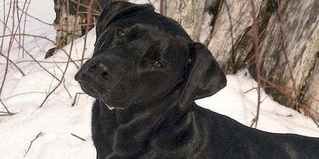 Una gran propina para ayudar a una mascota