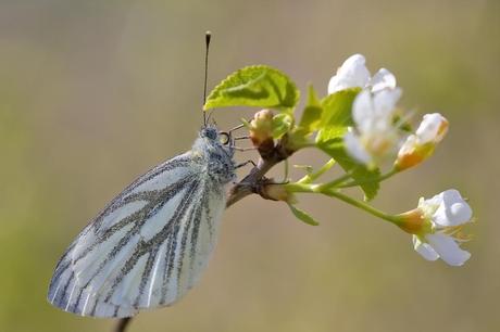 Para ampliar Pieris napi (Linnaeus, 1758) hacer clic