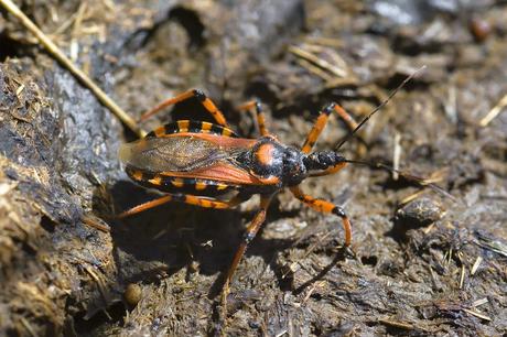 Para ampliar Rhynocoris iracundus (Poda, 1761) hacer clic