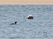 colimbo grande guapo cantábrico