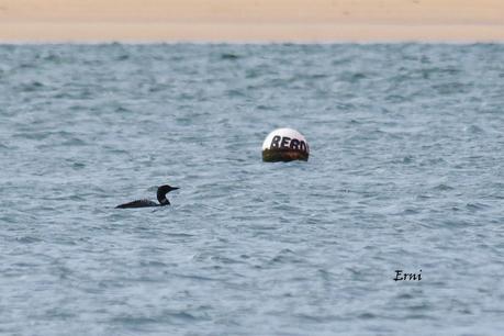EL COLIMBO GRANDE MÁS GUAPO DEL CANTÁBRICO