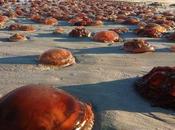 Datos curiosos sobre medusas (para niños)