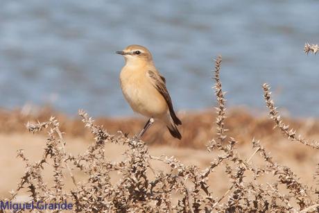 POR EL DELTA DEL EBRO TERCER DÍA(PAJARICOS)