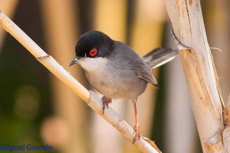 POR EL DELTA DEL EBRO TERCER DÍA(PAJARICOS)