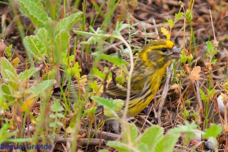POR EL DELTA DEL EBRO TERCER DÍA(PAJARICOS)