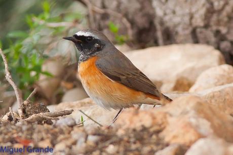 POR EL DELTA DEL EBRO TERCER DÍA(PAJARICOS)