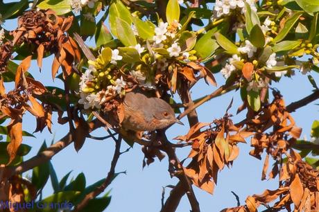 POR EL DELTA DEL EBRO TERCER DÍA(PAJARICOS)