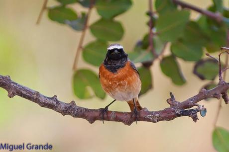 POR EL DELTA DEL EBRO TERCER DÍA(PAJARICOS)