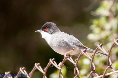POR EL DELTA DEL EBRO TERCER DÍA(PAJARICOS)