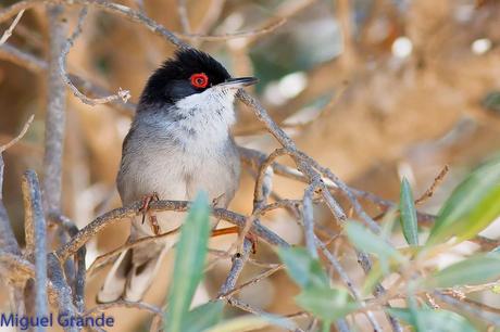 POR EL DELTA DEL EBRO TERCER DÍA(PAJARICOS)