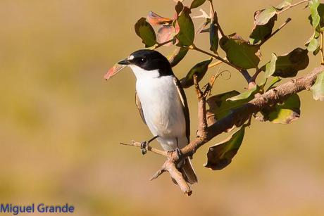 POR EL DELTA DEL EBRO TERCER DÍA(PAJARICOS)
