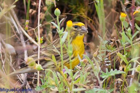 POR EL DELTA DEL EBRO TERCER DÍA(PAJARICOS)