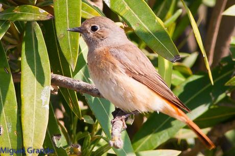 POR EL DELTA DEL EBRO TERCER DÍA(PAJARICOS)