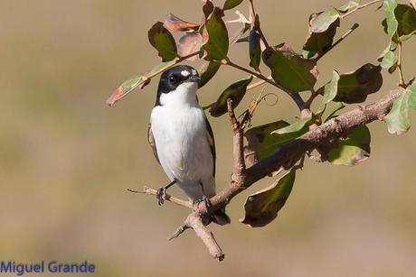 POR EL DELTA DEL EBRO TERCER DÍA(PAJARICOS)