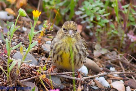 POR EL DELTA DEL EBRO TERCER DÍA(PAJARICOS)