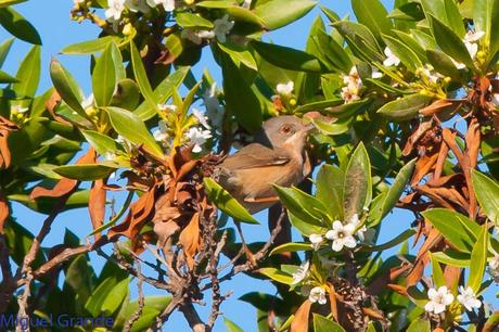 POR EL DELTA DEL EBRO TERCER DÍA(PAJARICOS)