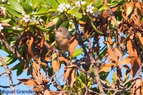 POR EL DELTA DEL EBRO TERCER DÍA(PAJARICOS)