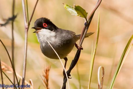 POR EL DELTA DEL EBRO TERCER DÍA(PAJARICOS)