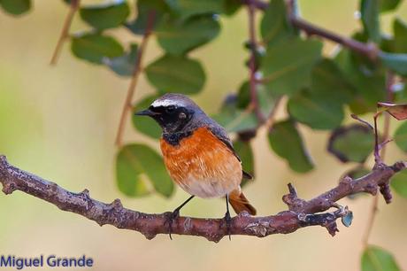 POR EL DELTA DEL EBRO TERCER DÍA(PAJARICOS)