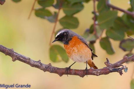 POR EL DELTA DEL EBRO TERCER DÍA(PAJARICOS)