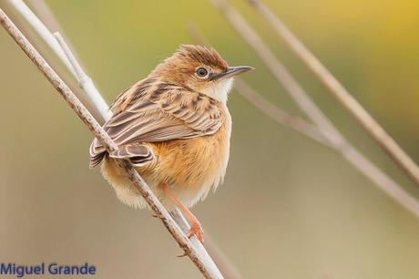 POR EL DELTA DEL EBRO TERCER DÍA(PAJARICOS)