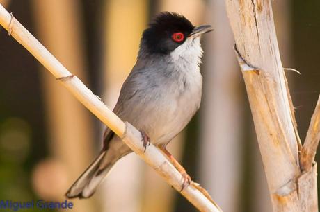 POR EL DELTA DEL EBRO TERCER DÍA(PAJARICOS)