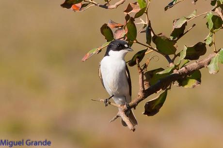 POR EL DELTA DEL EBRO TERCER DÍA(PAJARICOS)
