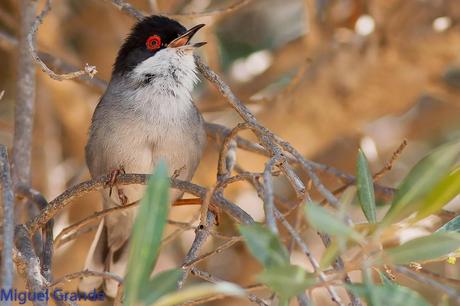 POR EL DELTA DEL EBRO TERCER DÍA(PAJARICOS)