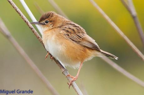 POR EL DELTA DEL EBRO TERCER DÍA(PAJARICOS)