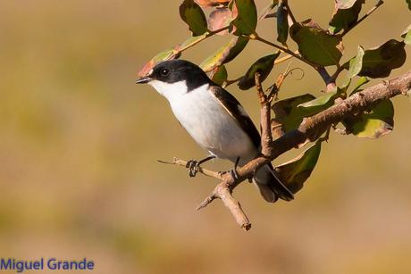 POR EL DELTA DEL EBRO TERCER DÍA(PAJARICOS)