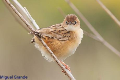 POR EL DELTA DEL EBRO TERCER DÍA(PAJARICOS)