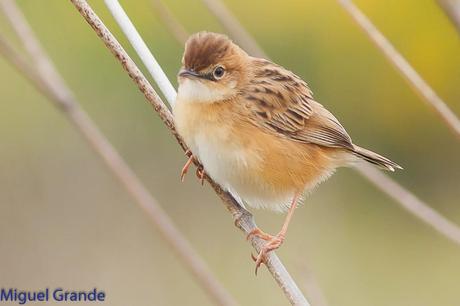 POR EL DELTA DEL EBRO TERCER DÍA(PAJARICOS)