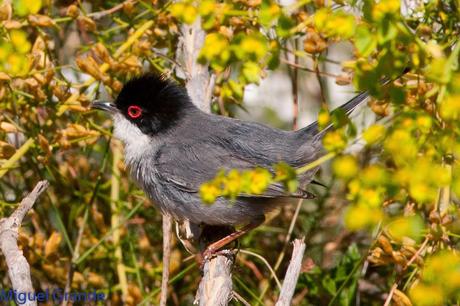 POR EL DELTA DEL EBRO TERCER DÍA(PAJARICOS)
