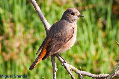 POR EL DELTA DEL EBRO TERCER DÍA(PAJARICOS)