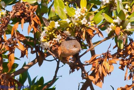 POR EL DELTA DEL EBRO TERCER DÍA(PAJARICOS)
