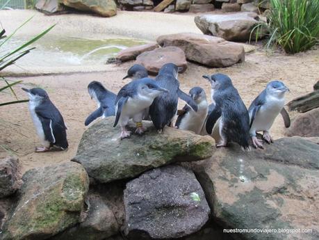 Sydney; Featherdale Wildlife Park y las Montañas Azules
